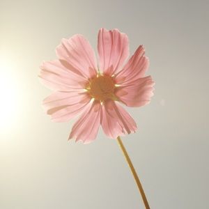 Meet your Posher, Ko